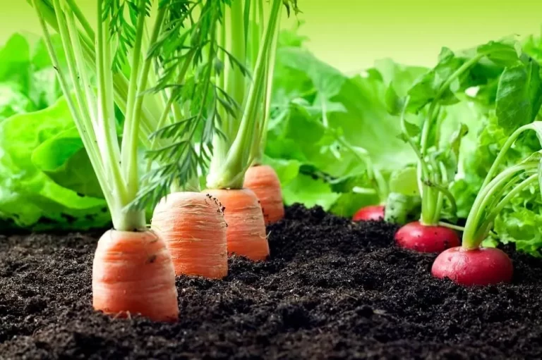 befits of having a vegetable garden in your backyard