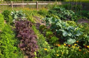 5 Things to Grow at Your Backyard’s Vegetable Garden