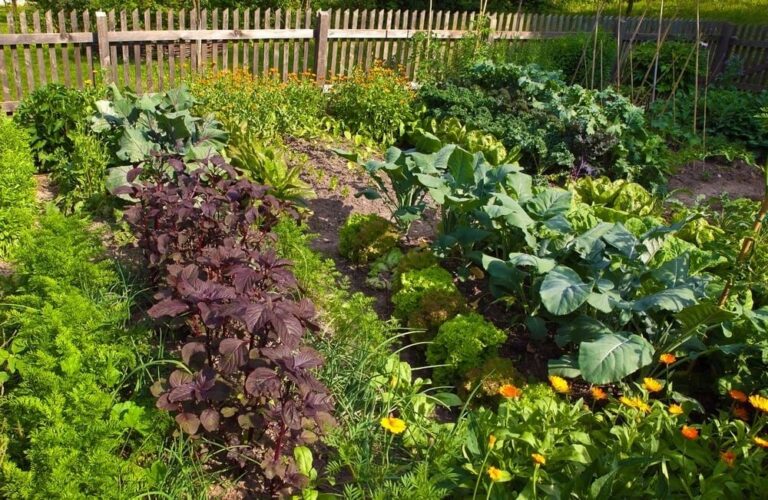 5 Things to Grow at Your Backyard’s Vegetable Garden